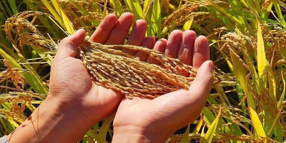 比尔盖茨和马斯克相继访华，一个回去做首富，一个直奔非洲做慈善