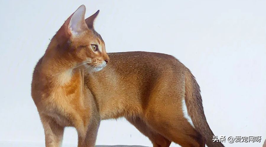 猫咪品种大全及图片,猫咪品种大全视频