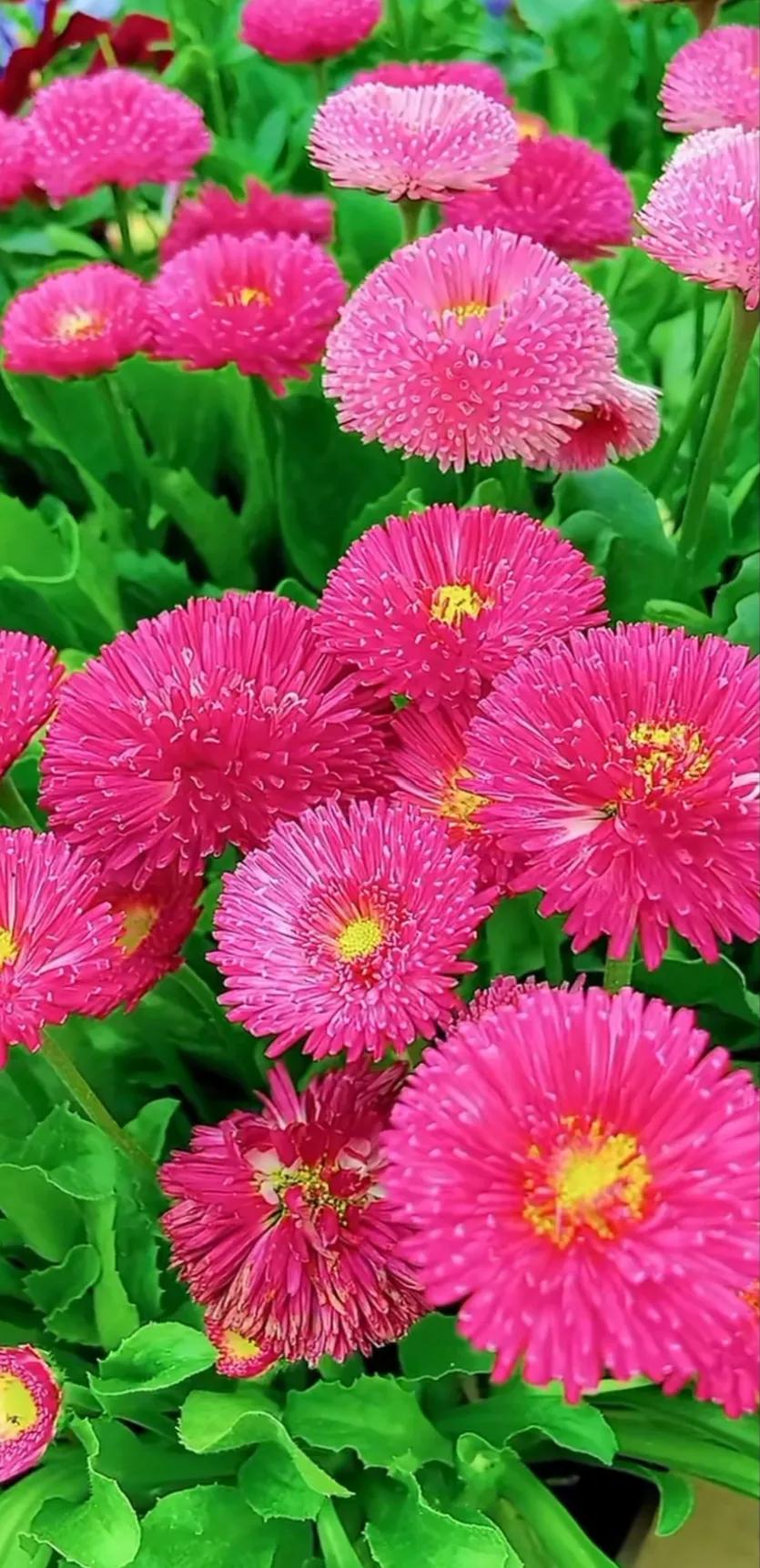 好养眼的花图片,让人惊艳的花草图片