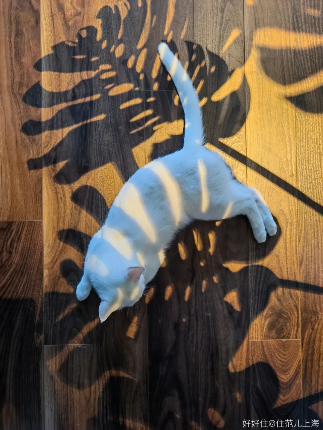 独居75㎡，大落地窗+电影院客厅，狠狠羡慕了