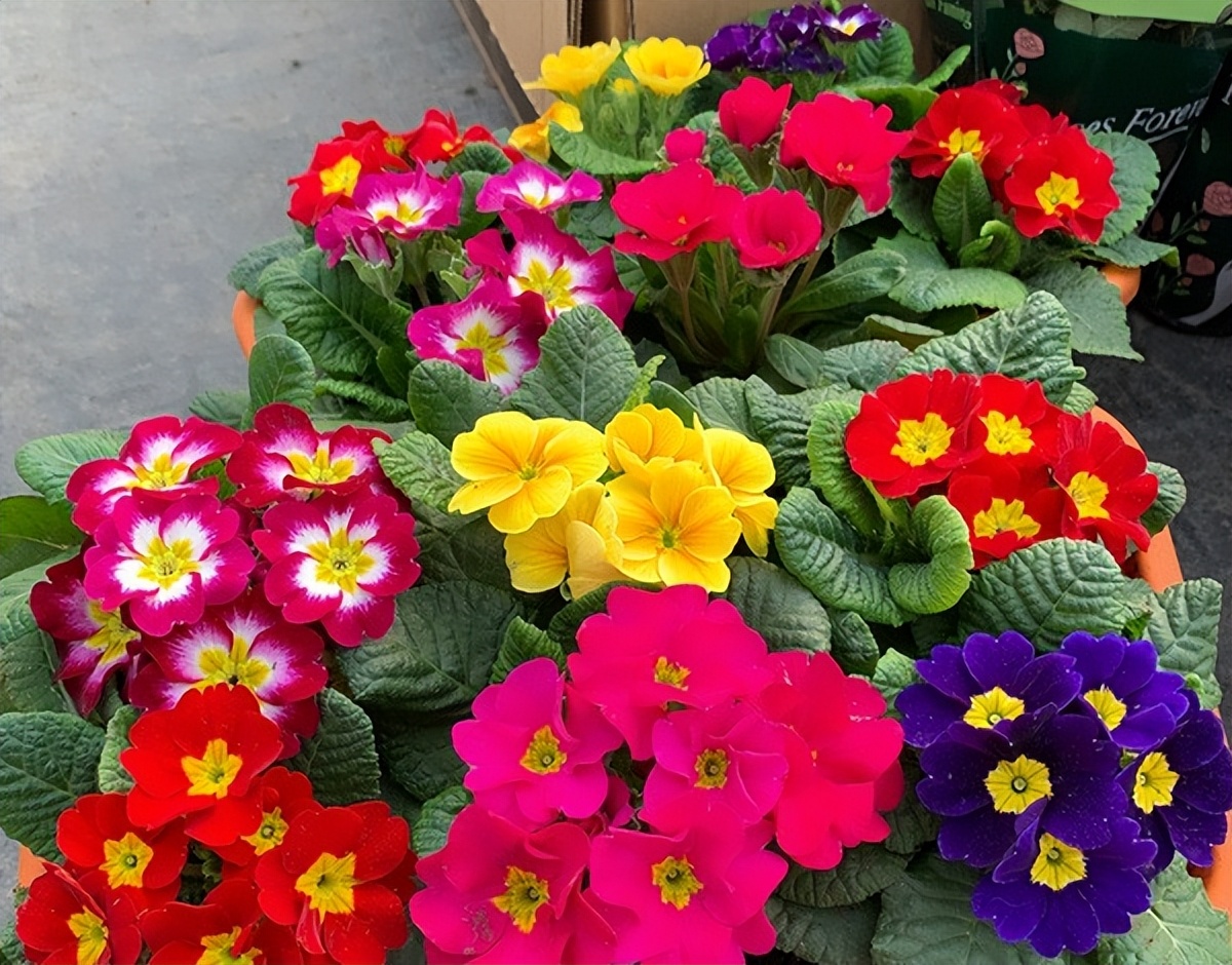 过年家里要养什么花才会好运,什么花适合过年北方养