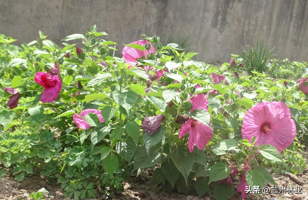 閲戝煄鑺辫,鍏板窞閲戝煄鑺辫