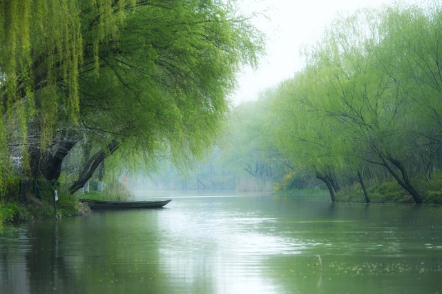 柔丝弄早春,柳枝婀娜醉春风,期盼好事要发生