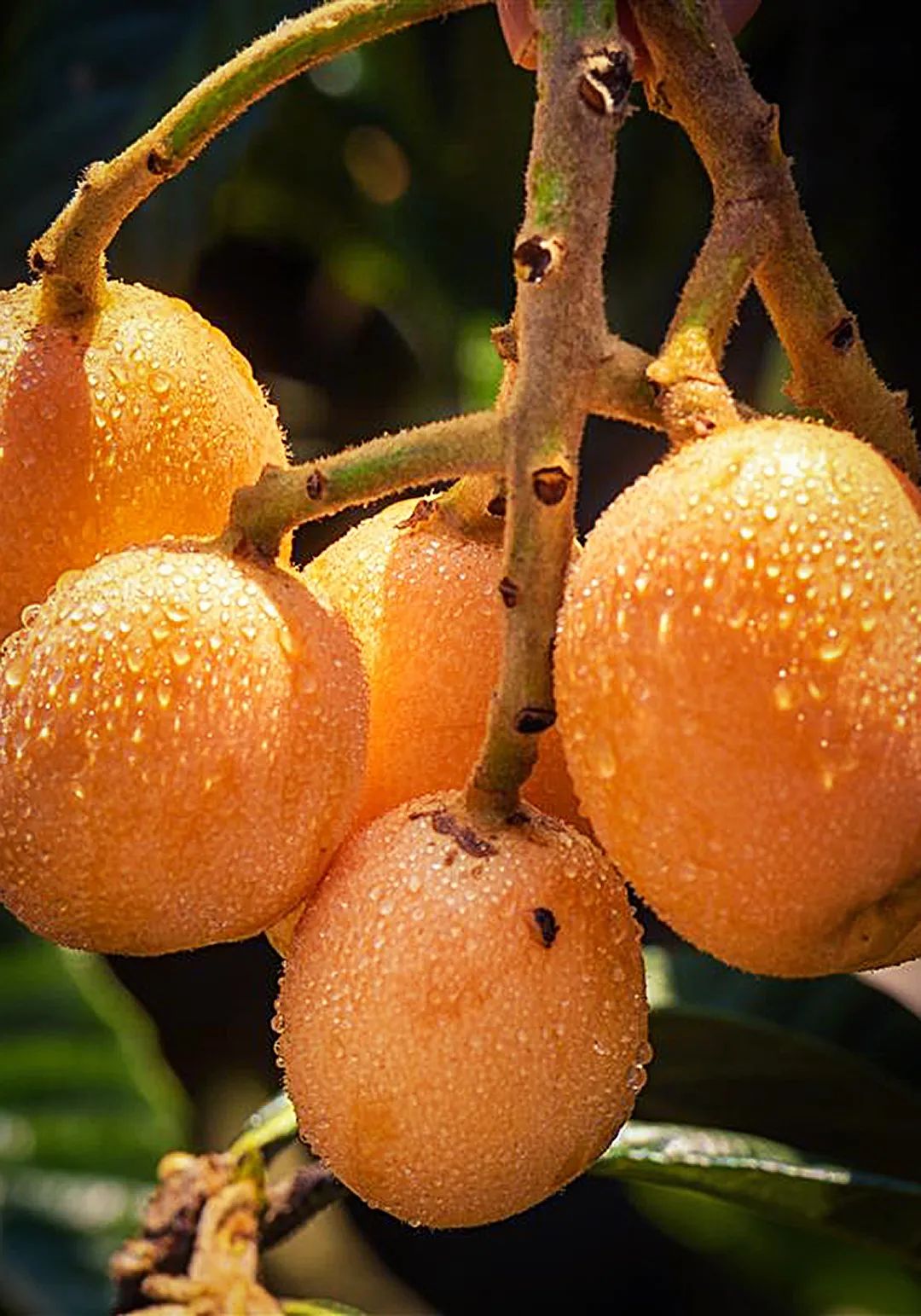 攀枝花是一种什么花,什么是攀枝花铁树