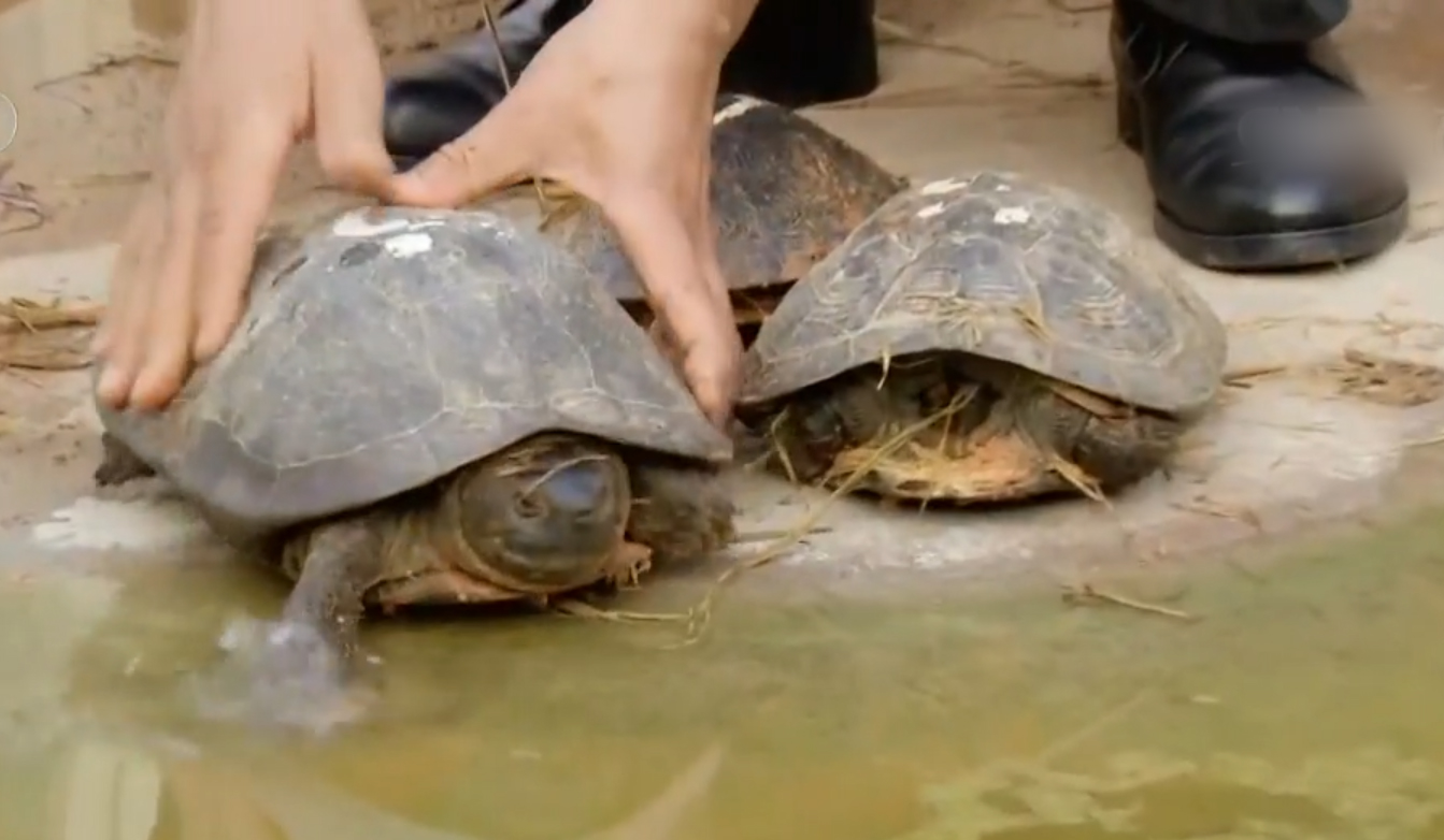 男子养天价乌龟一只龟能卖100,卖乌龟年入百万