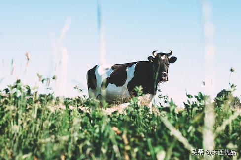 牛破伤风完整注射步骤,牛能用人的破伤风针吗