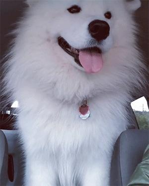 想买萨摩耶怕串串？记住这5点，轻松鉴别