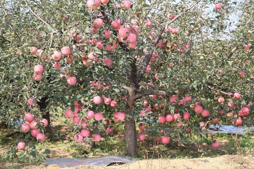 苹果根腐病不要慌，一文了解发生的原因及防治方法！