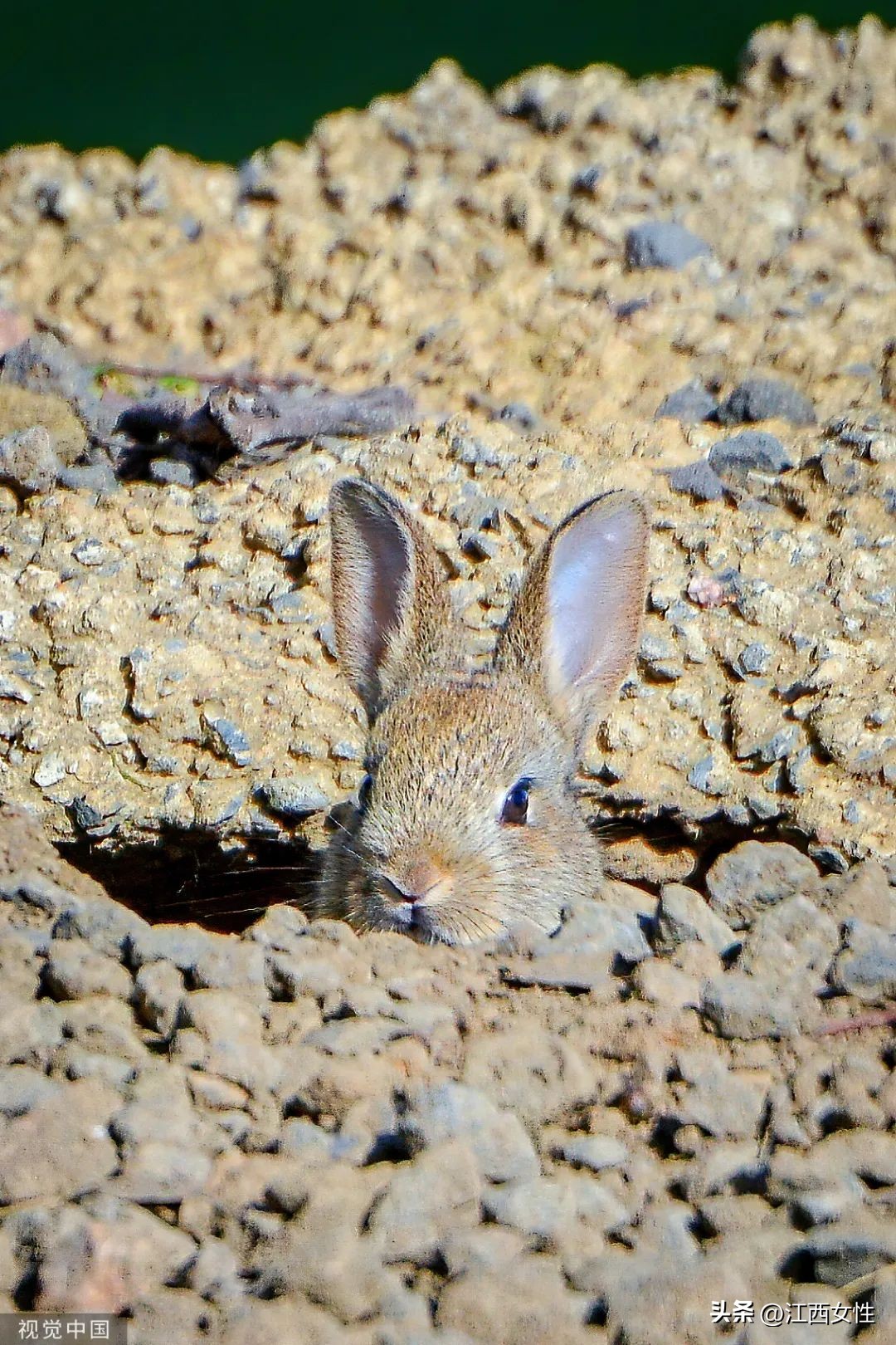 原来，你是这样的兔兔！