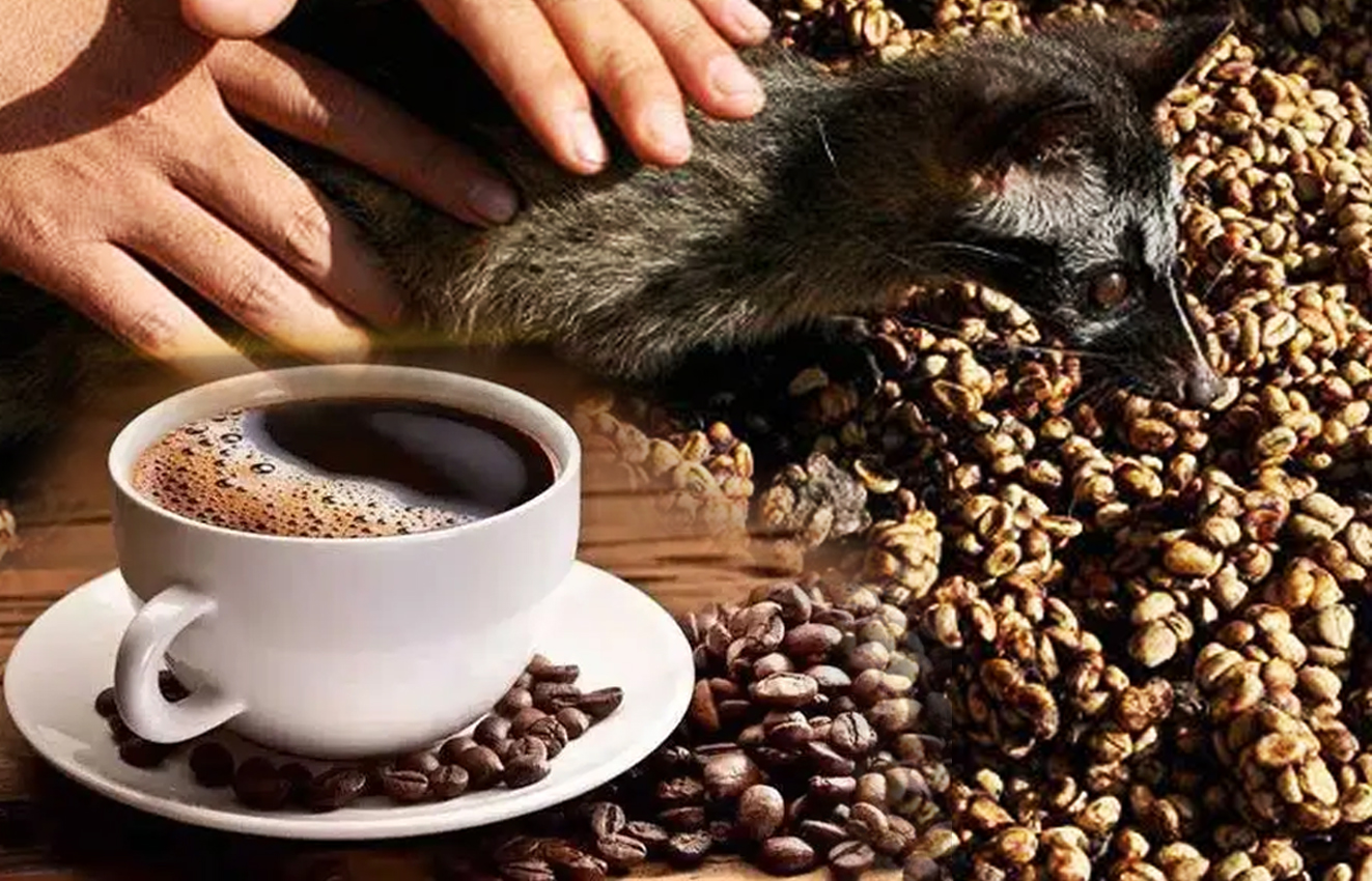 非常好闻！了解下世界昂贵的分泌物