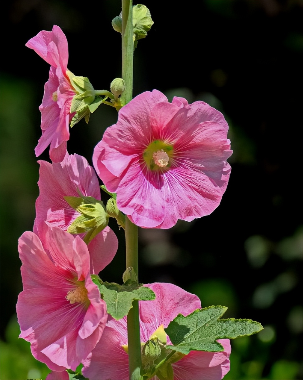 关于蜀葵的诗词名句,蜀葵花的古诗句