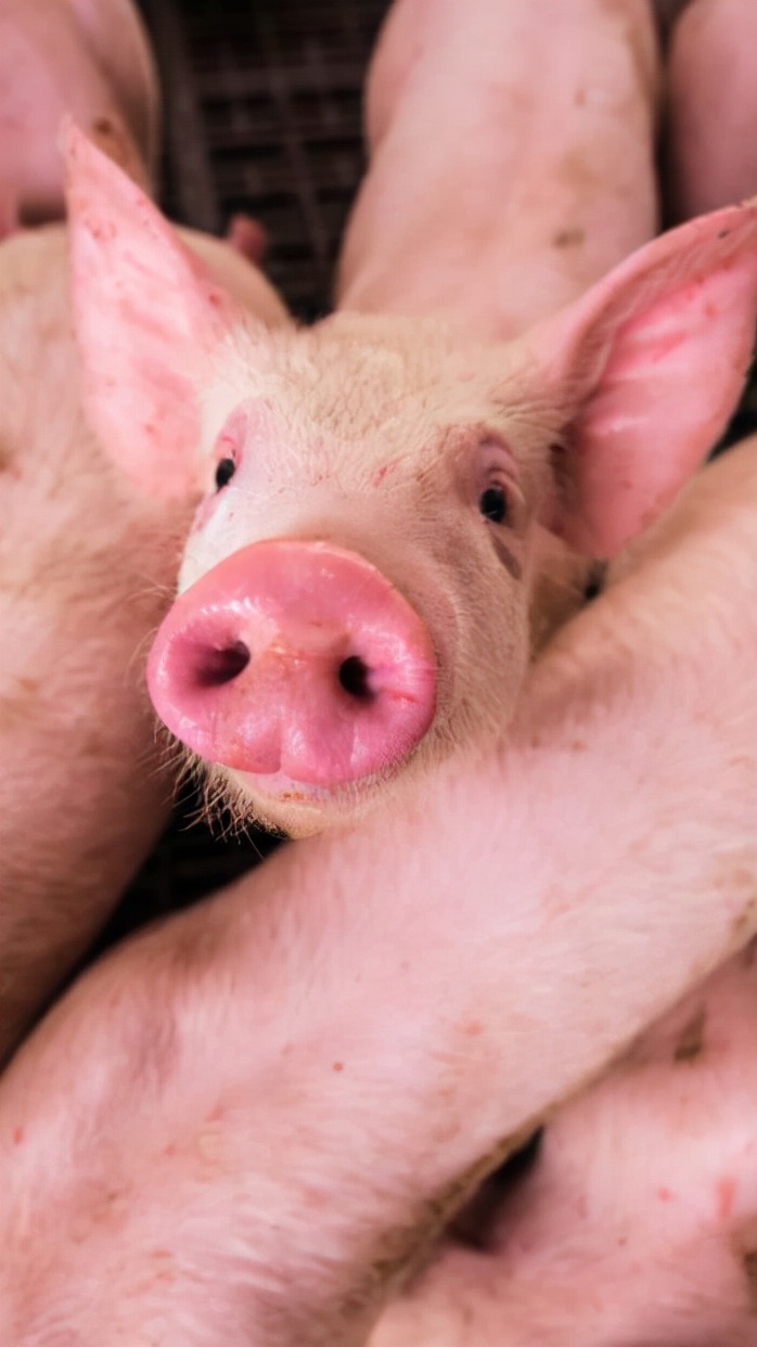 被“猪队友”支配的恐惧,你中了几条?