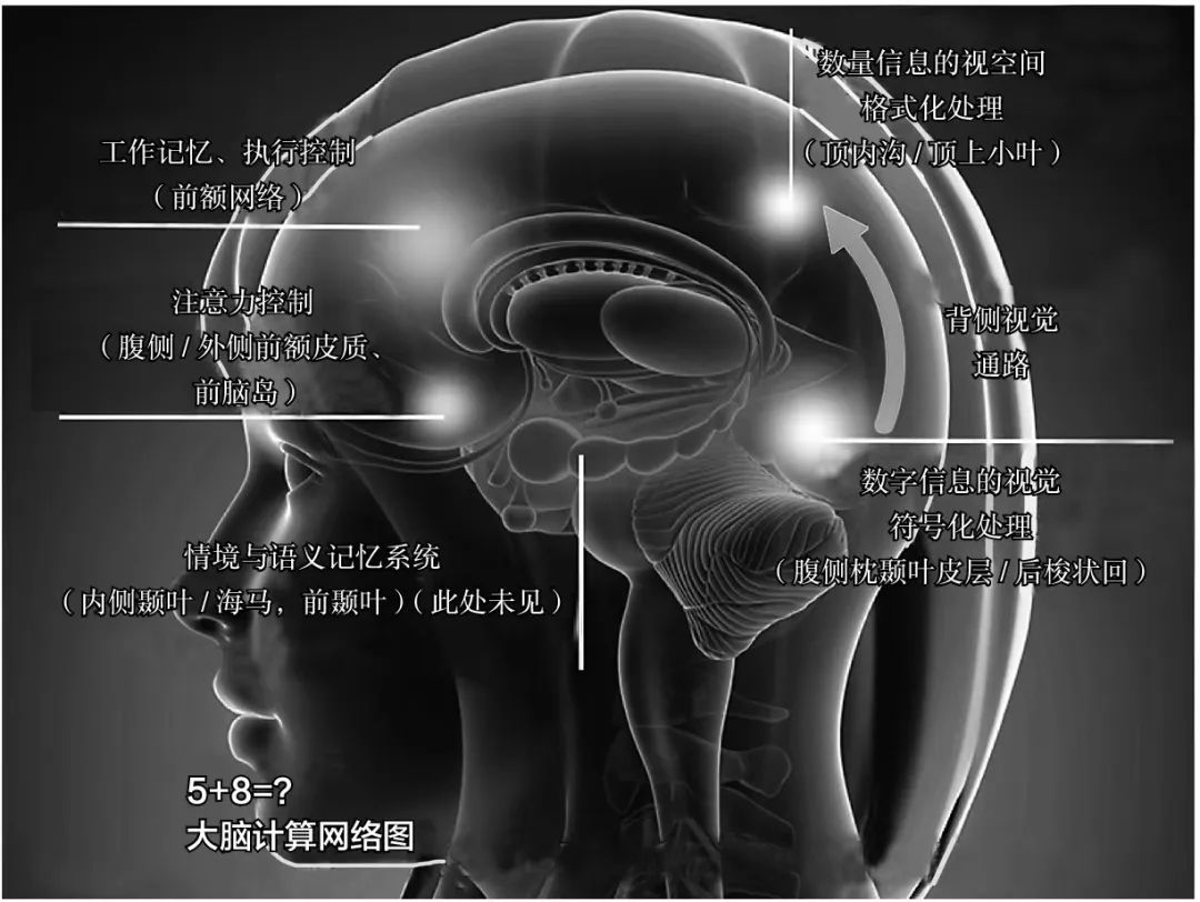 脑子笨是学习不好的原因,斯坦福每天5分钟大脑训练