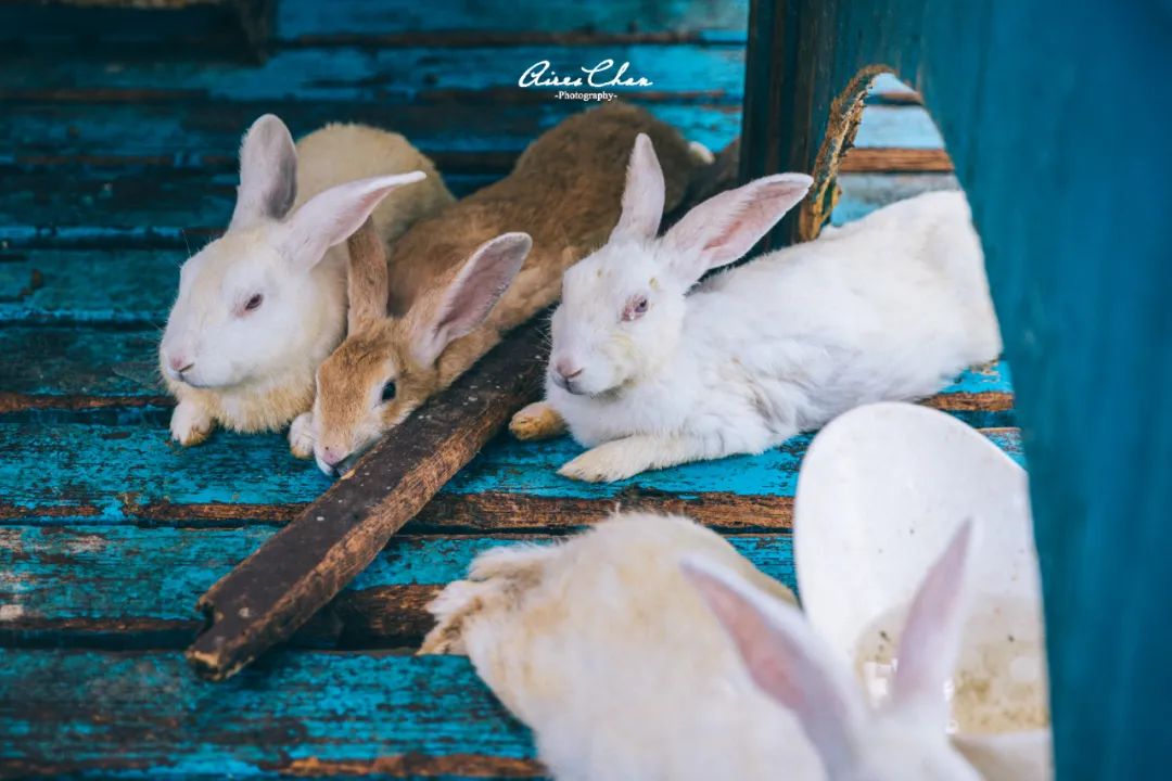 丽思卡尔顿奢华之旅,丽思卡尔顿度假村