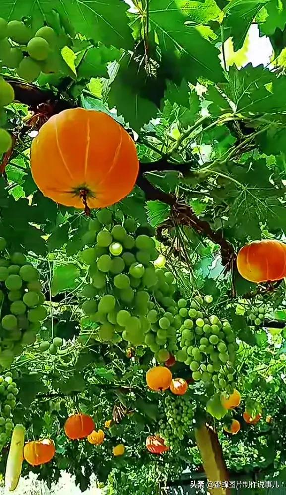 丰富美味的水果壁纸,甘甜适口的美味水果壁纸图片