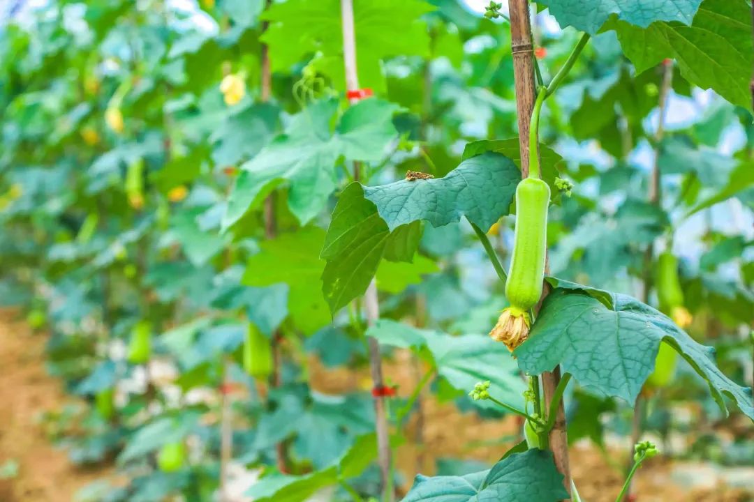 15款速腾上市,环球币5月15日上市是真的吗