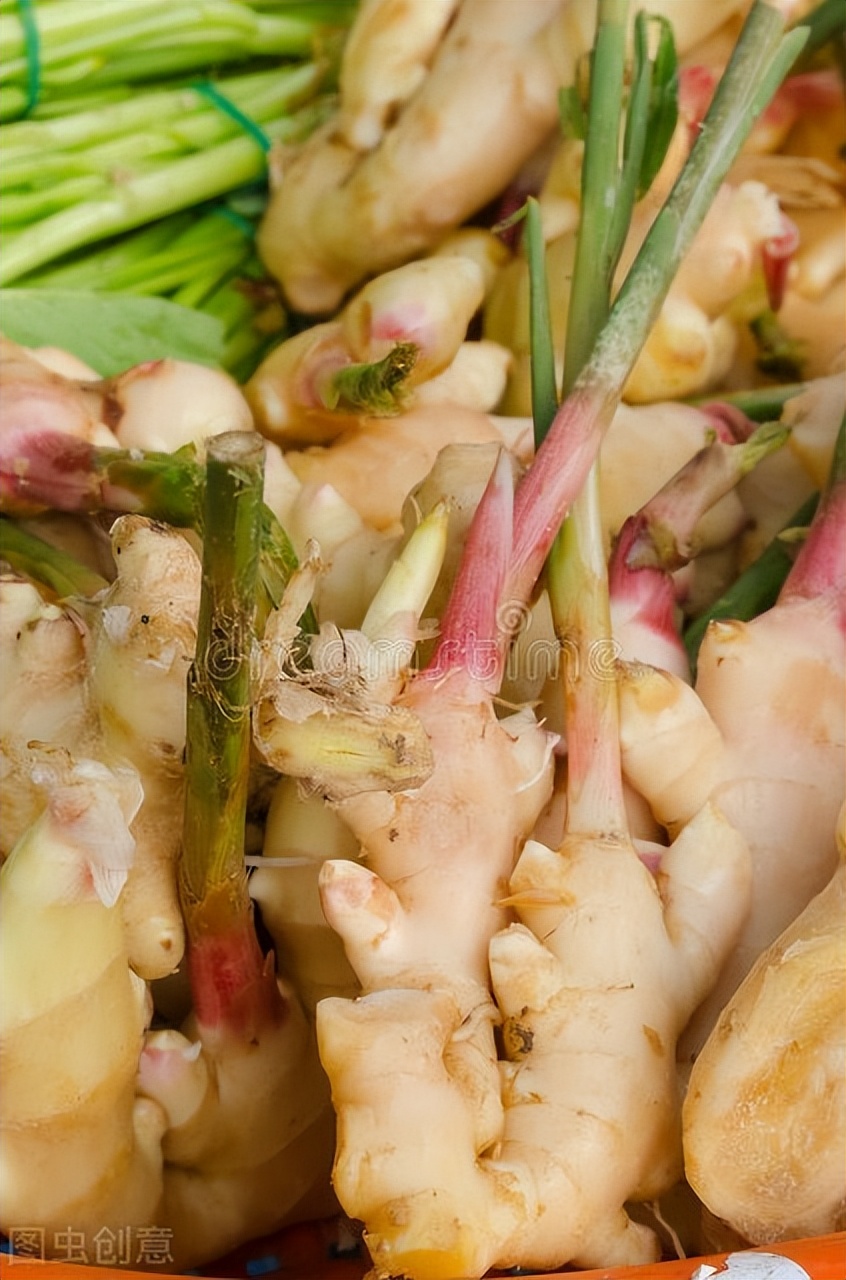 生姜种植的时间和种植技巧方法,生姜种植方法及管理技术