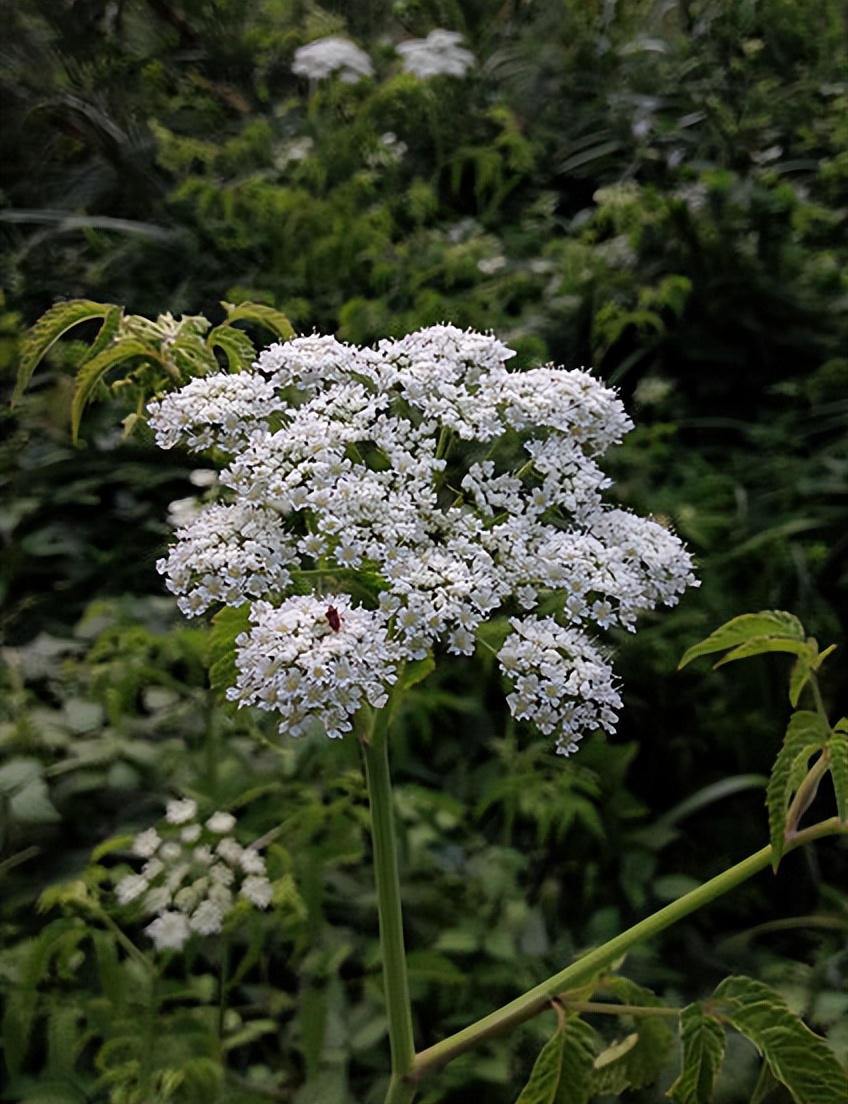 世界上能救命的十种毒草,10种最毒的毒草