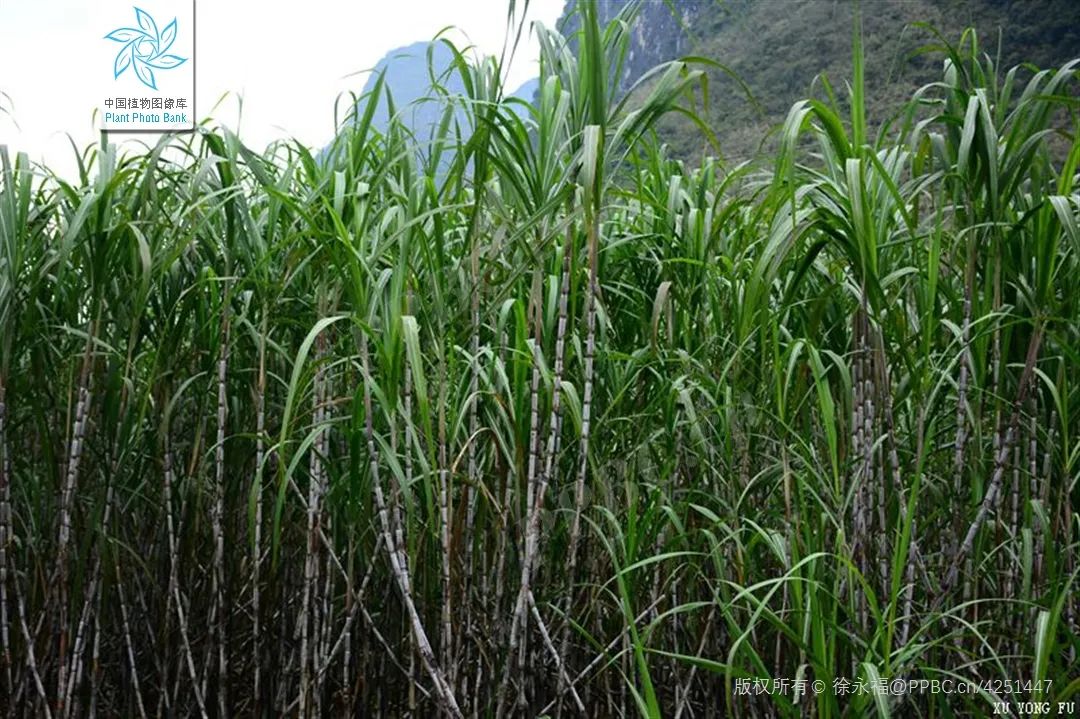 过年的哪种糖果最好吃,过年必买的10种糖果