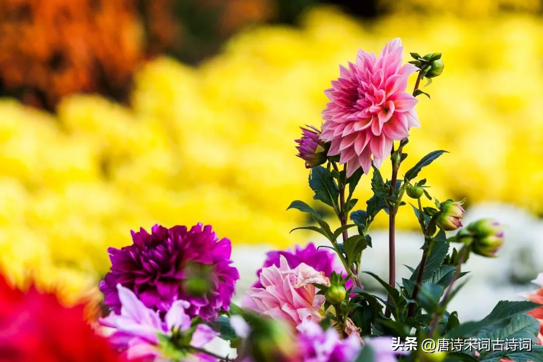 鑿婅晩鍌查湝鍥剧墖,鍌查湝绉嬭強璇楄瘝