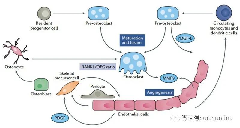 林剑浩：2021年骨科再生领域基础研究进展