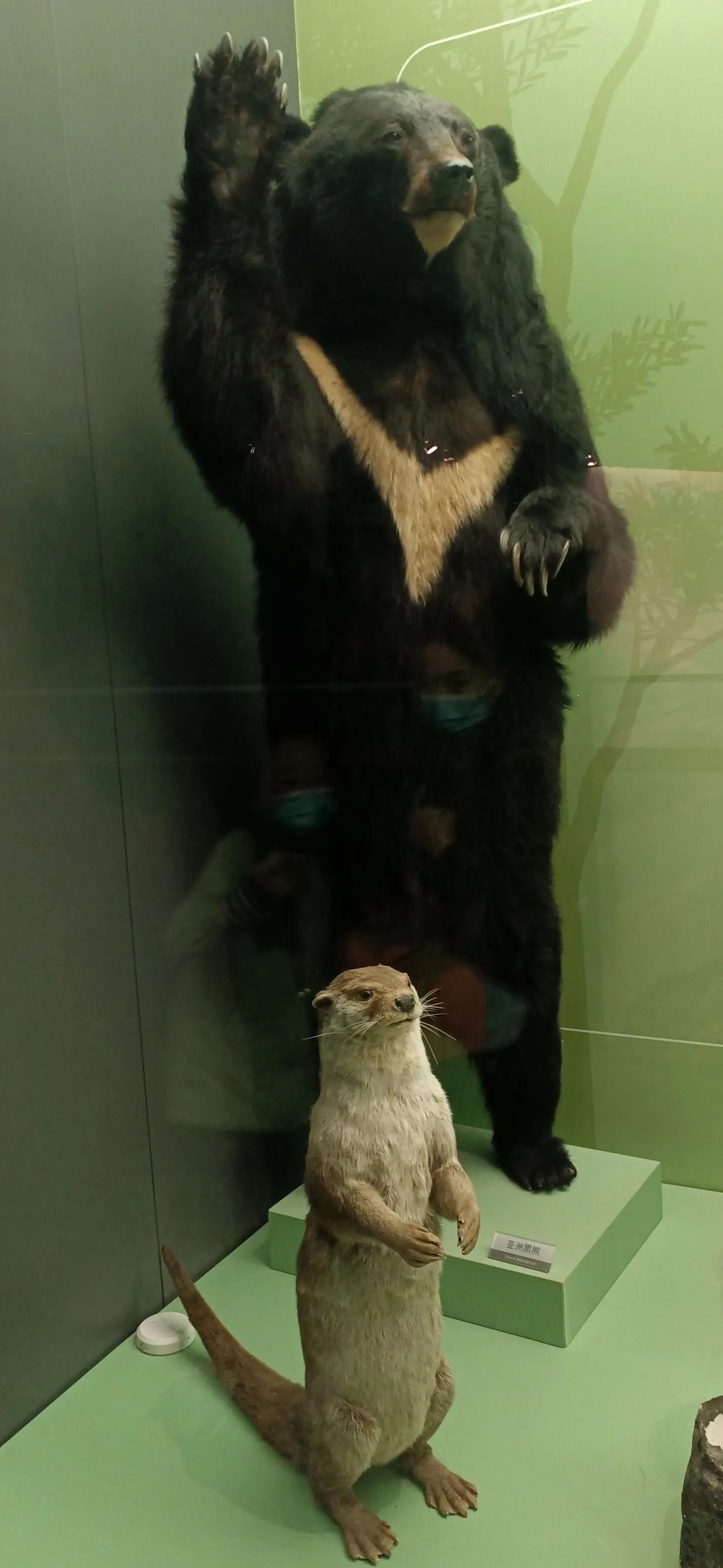 成都自然博物馆要钱吗,成都自然博物馆免门票几天