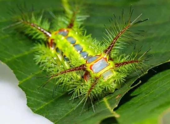 农村这种昆虫你吃过吗,农村这种虫子有100多条腿你见过吗