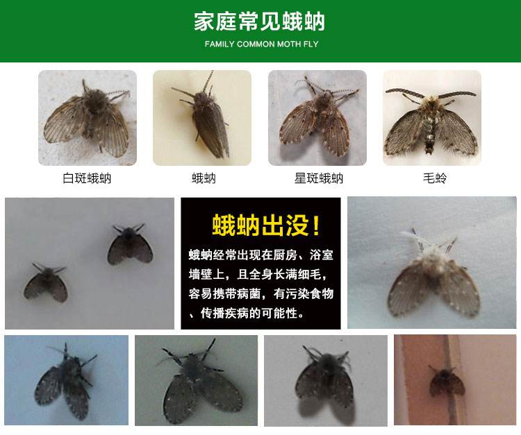 夏天卫生间里的小飞虫是什么,门窗紧闭家里的小飞虫哪里来的