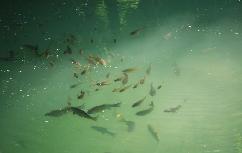 鲍鱼中常见的寄生虫,鲍鱼饲料有毒吗