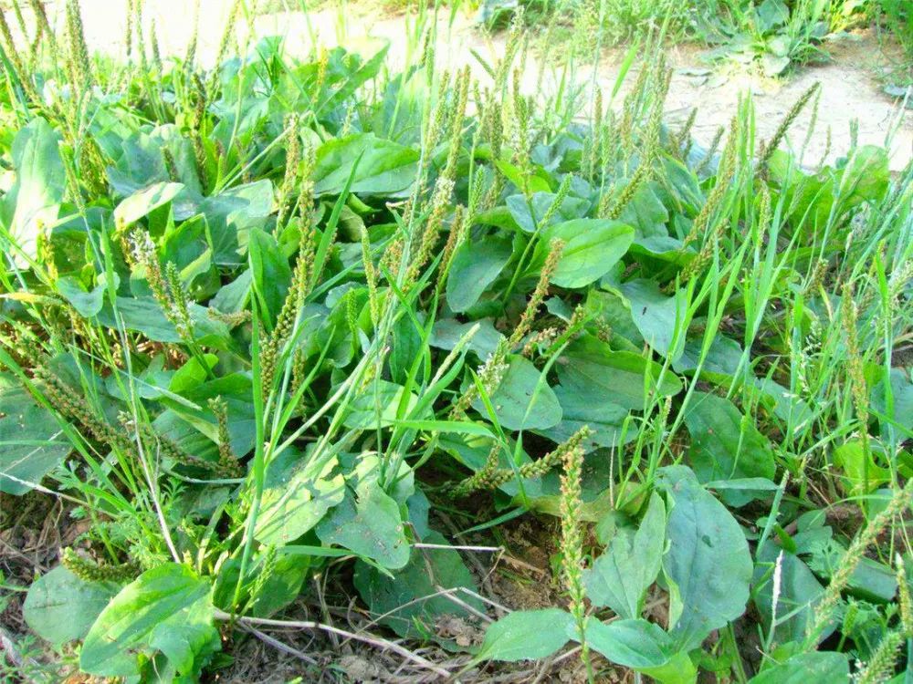 车前草的特产,车前草哪里有