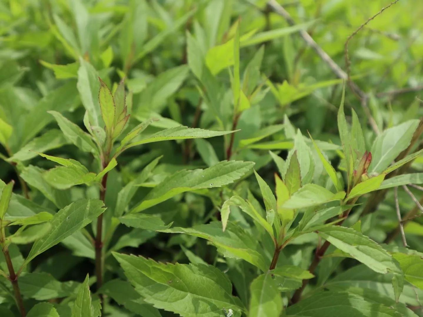草木人间侯马,草木人间新世纪