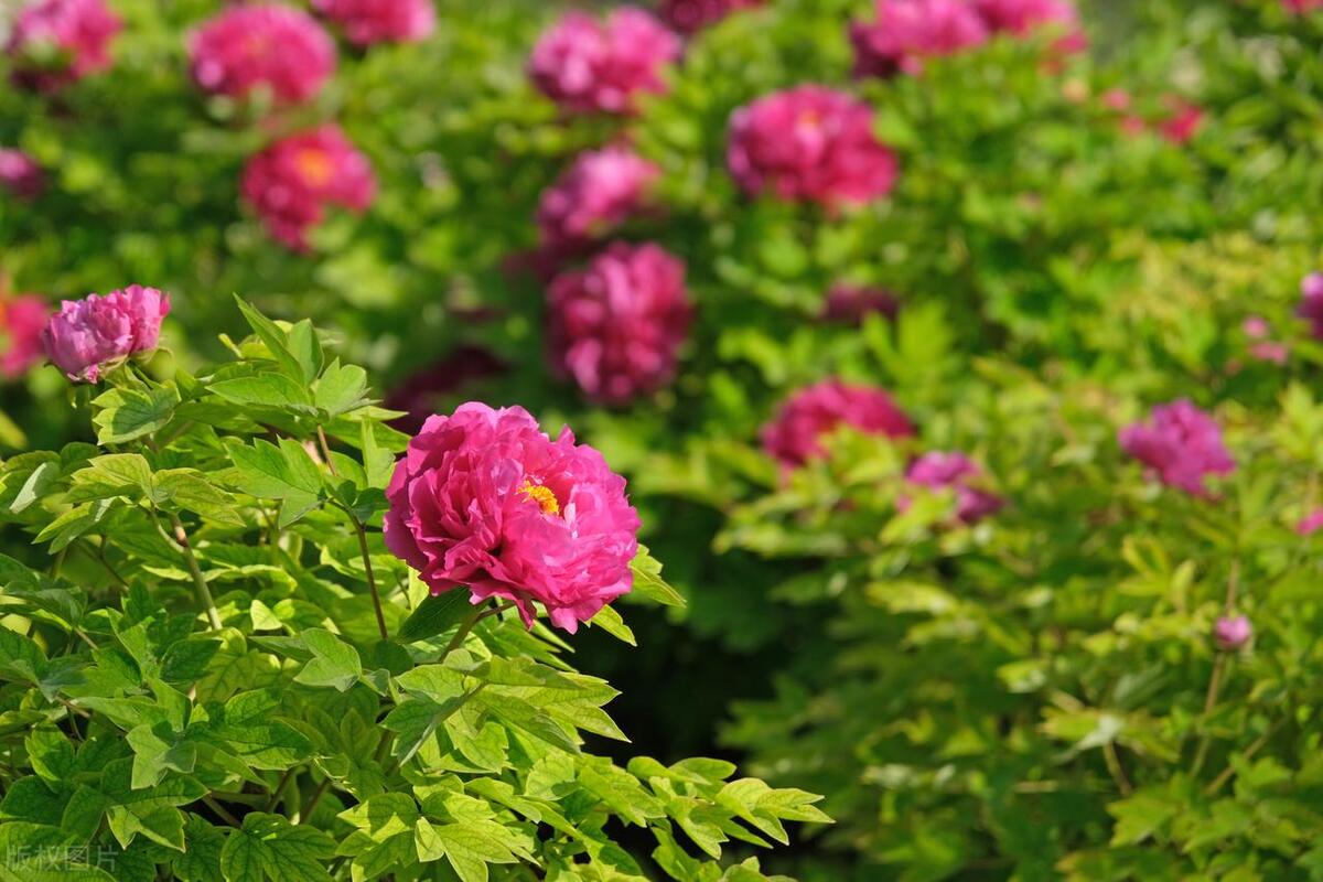 北京在哪可以观赏牡丹,北京赏牡丹的公园有哪些