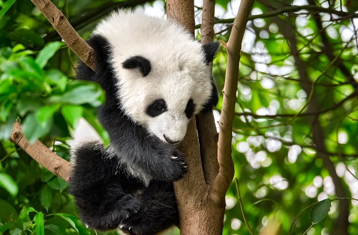 宝兴高山杜鹃,大别山杜鹃科普园