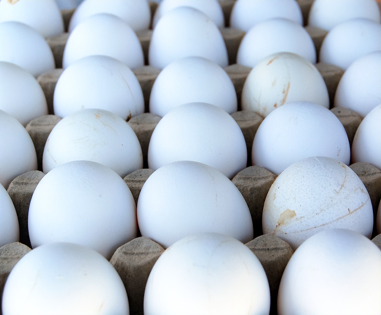 怎样预防鹅脱肛,小鹅脱肛的原因和处理方法