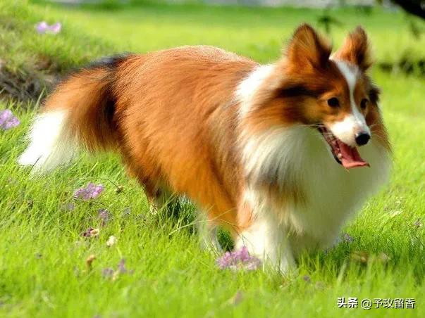 狗的种类常见宠物狗的品种及特点,宠物狗种类及特点