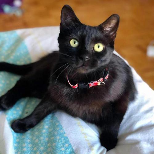 养别的猫和养黑猫的区别,千万不要养猫尤其是黑猫