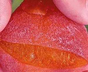 千年柿,富平千年柿子