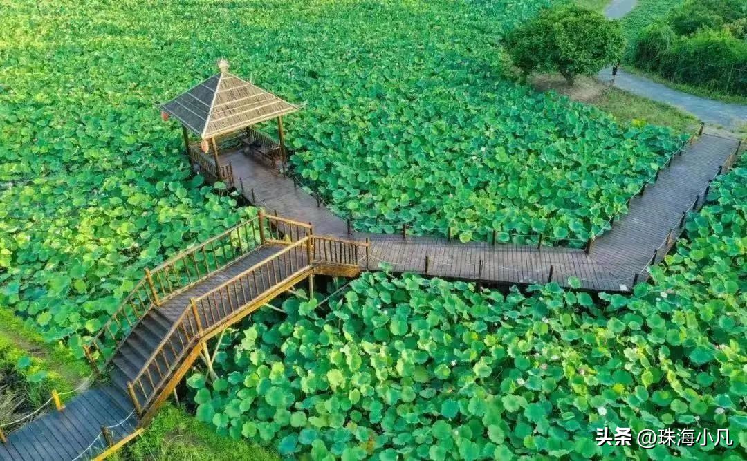 刚刚开通！莲洲⇋香洲！10元往返+区域无限次…