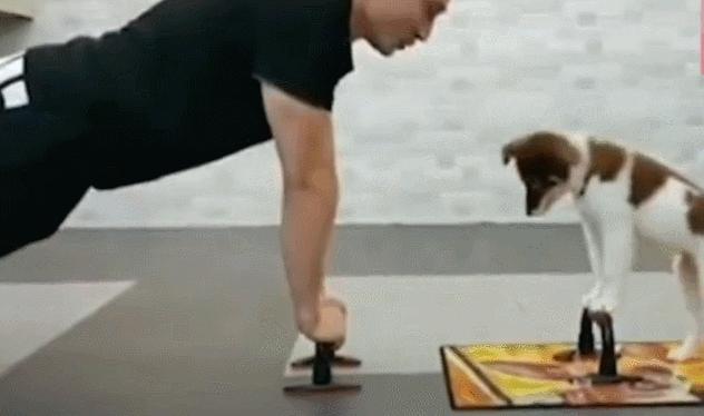 兽医评价宠物寿命,狗狗寿命跟什么有关