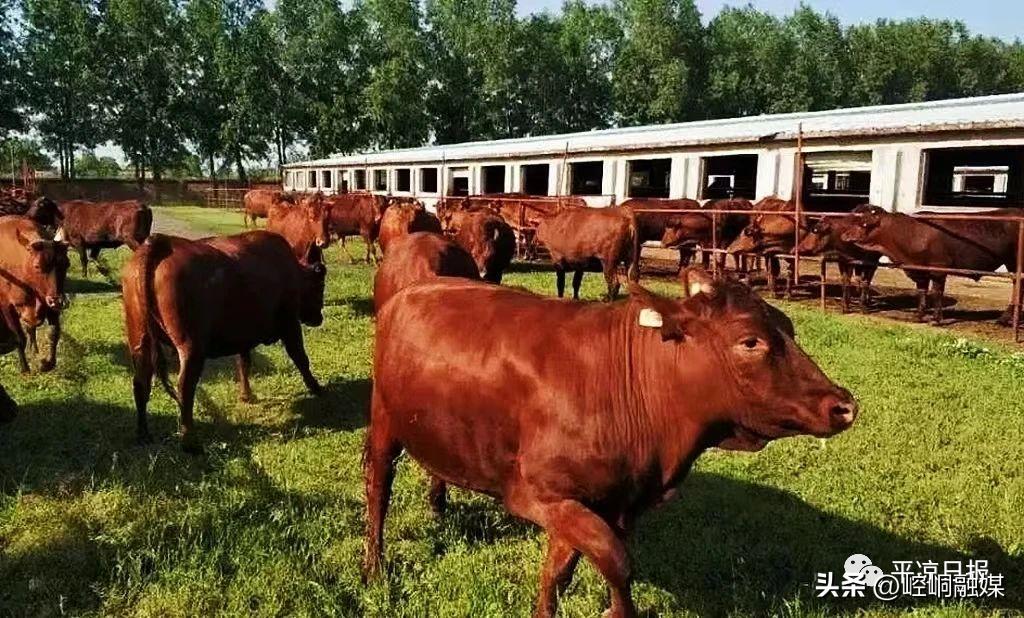 一场足球联赛点燃一座城,平凉超级足球