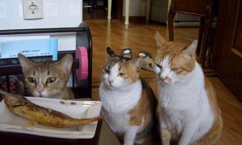 猫咪被抛弃为什么不离开,猫咪意识到自己被抛弃怎么样