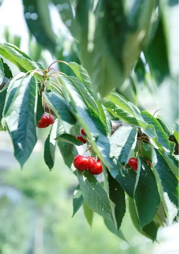 经典田园风光诗10首,一首很美的田园诗清新怡情