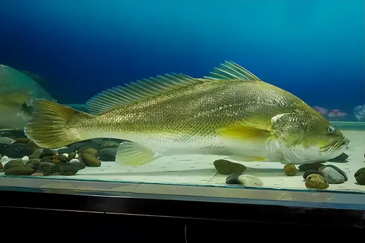 中国最著名的顶级食材是什么,中国公认六大顶级食材