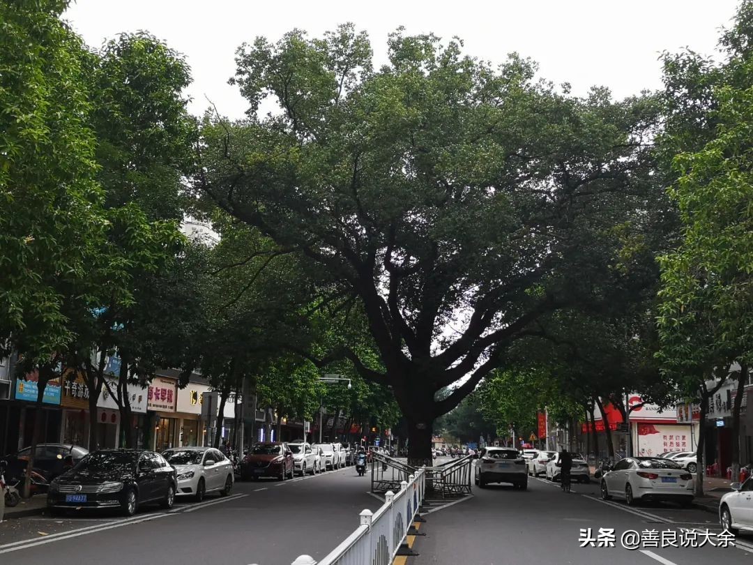 回忆建国初期大余县有名的“三马”与剿灭张南洋的回忆