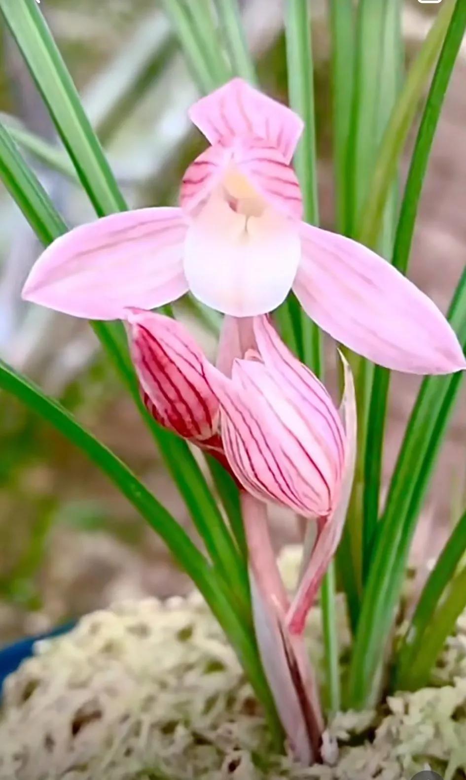 最名贵十种兰花盆景欣赏,名贵野生兰花