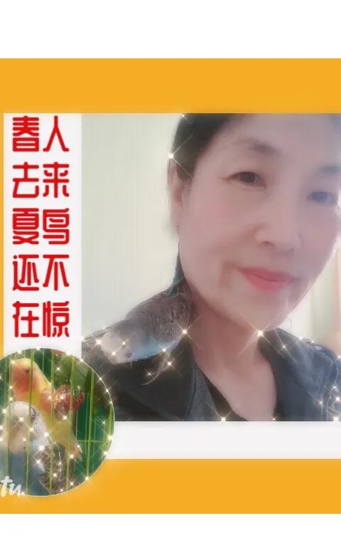 通人性的鹦鹉,通灵性的宠物鸟