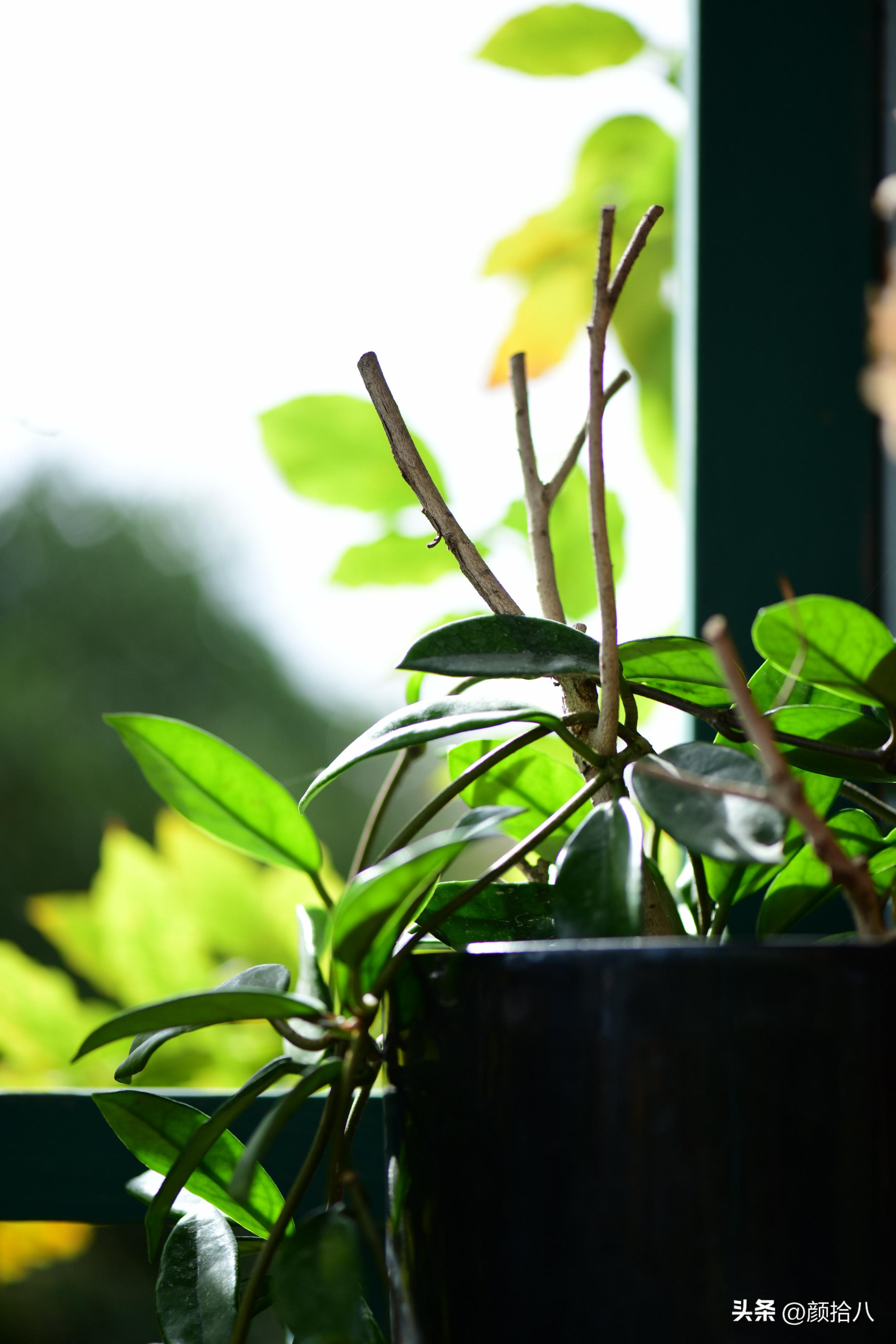 几乎没有存在感的七里香，到底是怎样的？|园丁