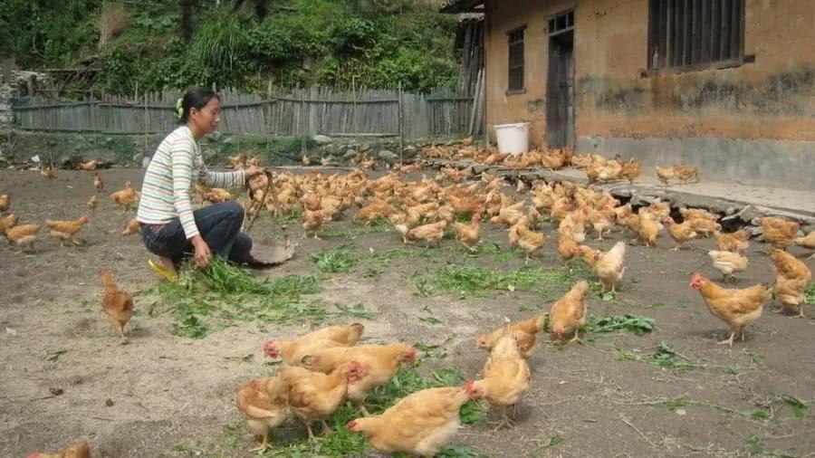 这些不起眼的小生意也能发大财！农村创业的五大黄金领域