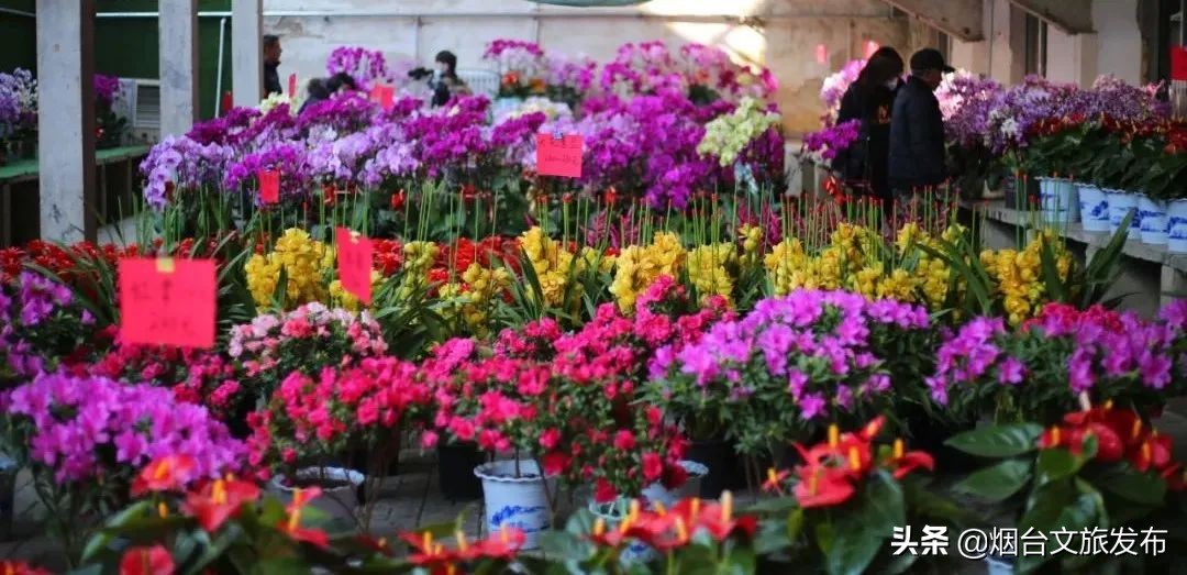 烟台祥和花鸟市场,烟台花鸟市场