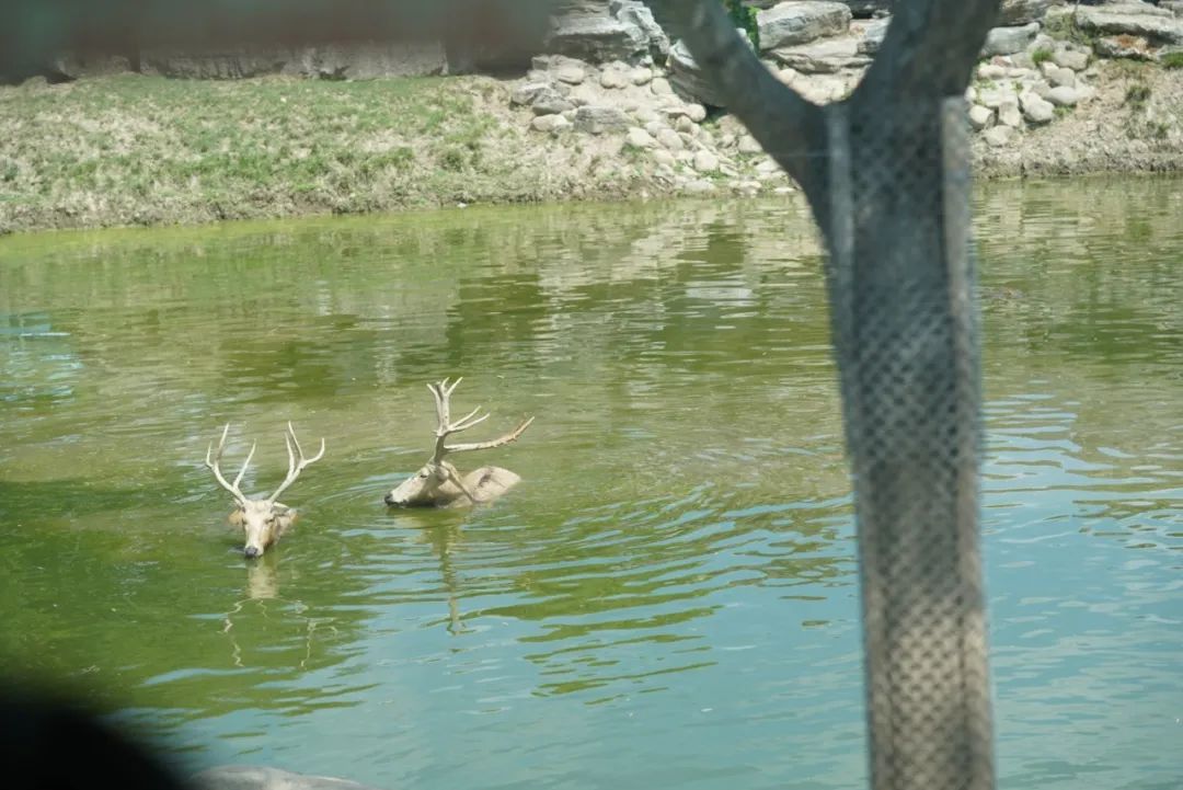 上海野生动物园建议周六周天去吗,上海野生动物园通玩一日游攻略